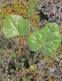 Tussilago farfara