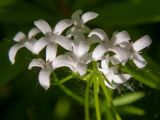 Galium odoratum