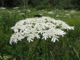 Heracleum dissectum. Центральное соцветие с кормящейся бронзовкой (Cetonia aurata). Казахстан, Восточно-Казахстанская обл., Глубоковский р-н, окр. с. Зимовьё; Западный Алтай, разнотравный луг среди смешанного леса. 30 июня 2023 г.