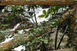 Ficus pumila. Лиана на стволе дерева. Вьетнам, провинция Ламдонг, окр. г. Далат, парк \"Datanla waterfall\", берег реки. 06.09.2023.
