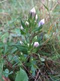 Gentianella biebersteinii. Растение с бутонами . Карачаево-Черкесия, Зеленчукский р-н, долина р. Аксаут, окр. аула Красный Карачай. 14.08.2011.