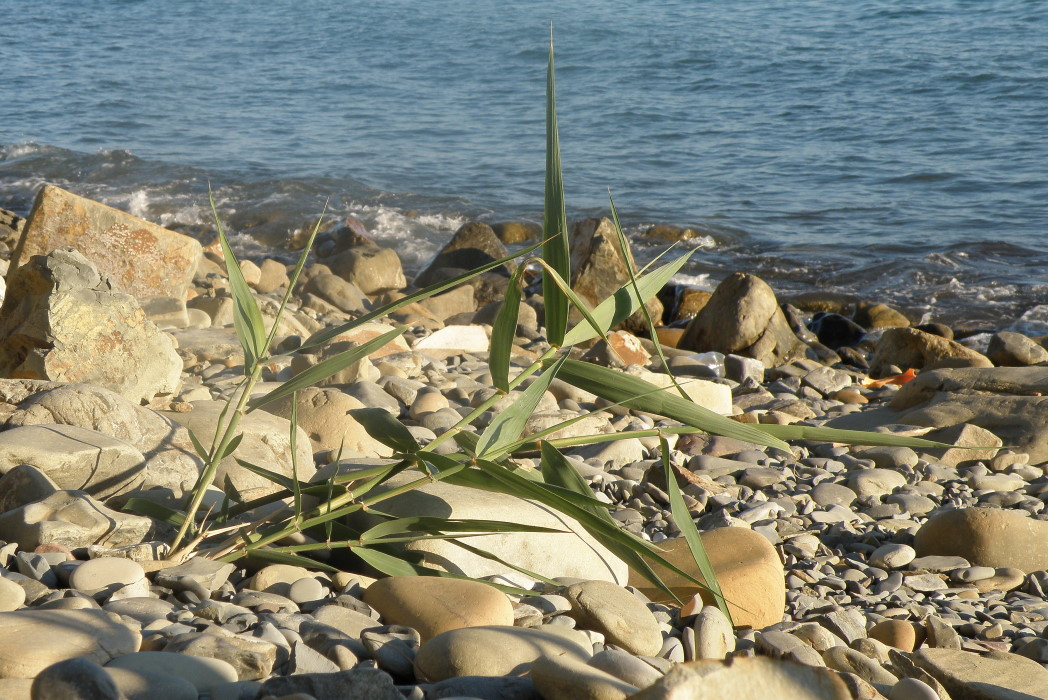 Изображение особи Phragmites australis.