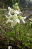 Stachys pubescens. Цветущее растение. Ю-З. Крым, окр. с. Терновка. 9 мая 2009 г.