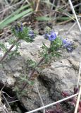 Veronica capsellicarpa