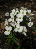 Cardamine tenera