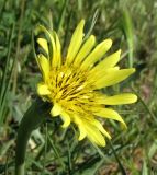 Tragopogon подвид desertorum