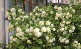 Viburnum форма roseum