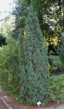 Taxus baccata. Взрослое растение ('Fastigiata'). Германия, г. Duisburg, Ботанический сад. 20.09.2013.