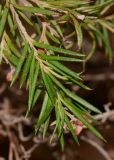 Grevillea rosmarinifolia