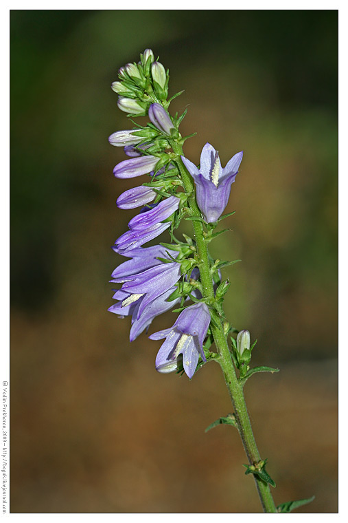 Image of Campanula bononiensis specimen.