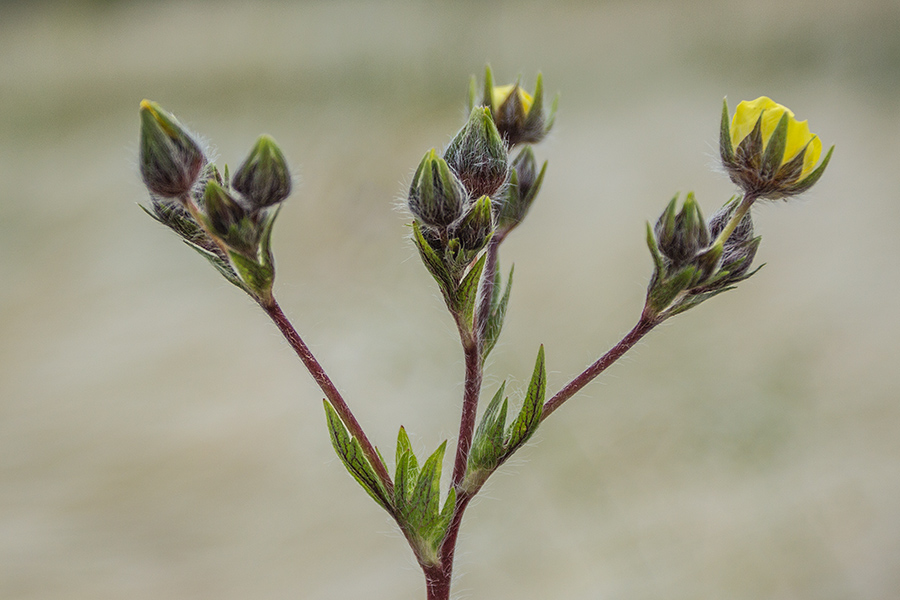 Изображение особи род Potentilla.