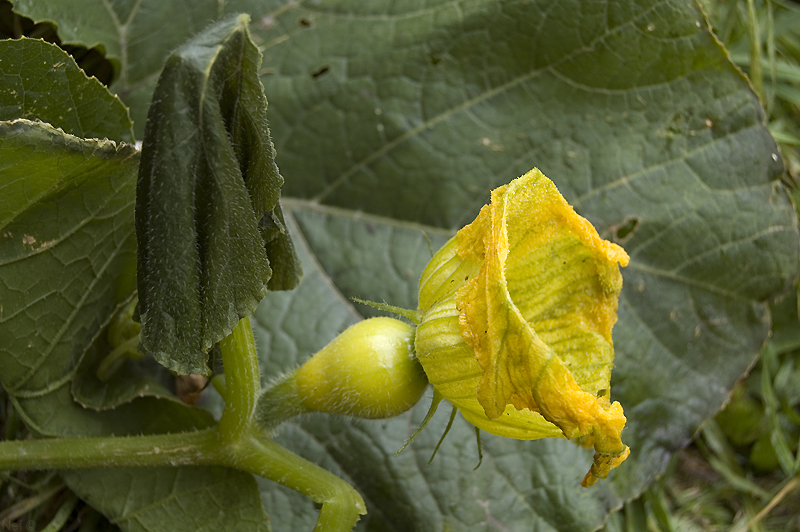 Изображение особи род Cucurbita.