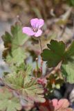 Geranium rotundifolium. Цветок и листья. Южный Казахстан, хр. Сырдарьинский Каратау, ущ. Еликсай. 02.05.2014.