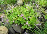 Claytonia sibirica