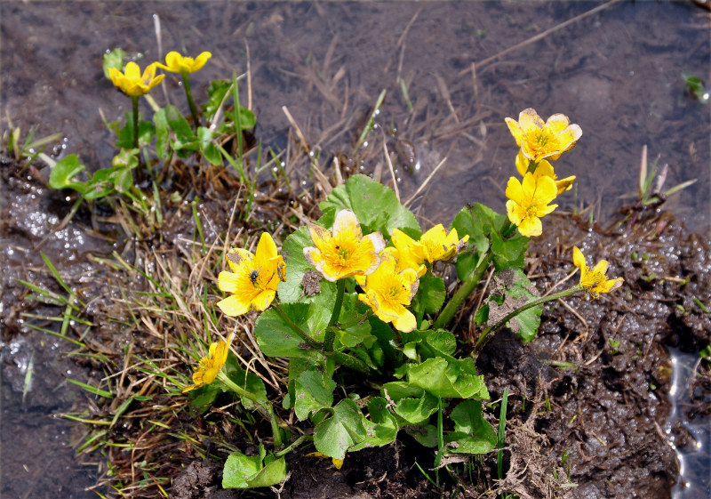 Изображение особи Caltha polypetala.