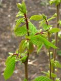 Corylus avellana