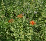 Lychnis chalcedonica