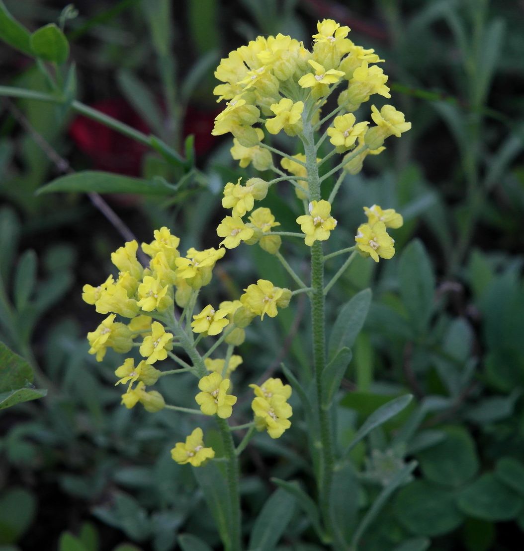 Изображение особи Alyssum gmelinii.