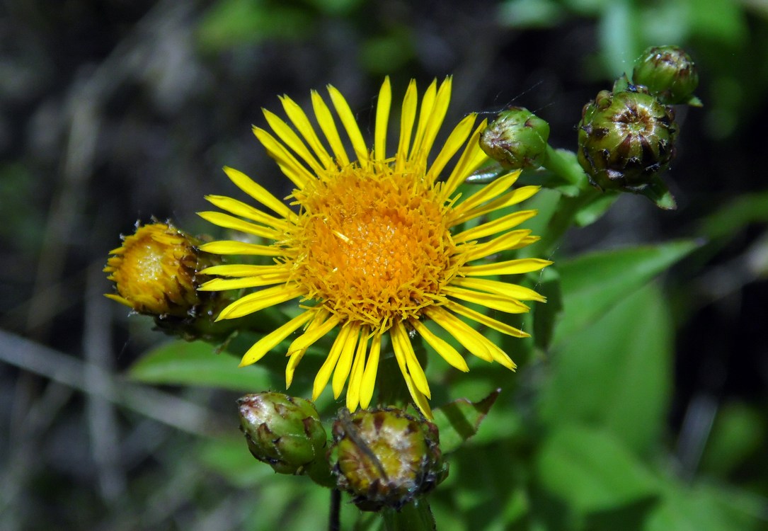 Изображение особи Inula salicina.