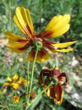 Coreopsis tinctoria. Верхушка побега с соцветиями-корзинками (вид со стороны обёртки). Томск, городская свалка. 23.07.2014.