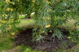 Acer palmatum