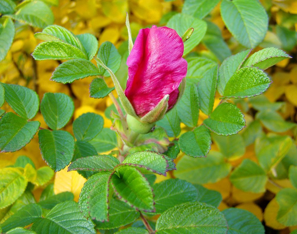 Изображение особи Rosa rugosa.