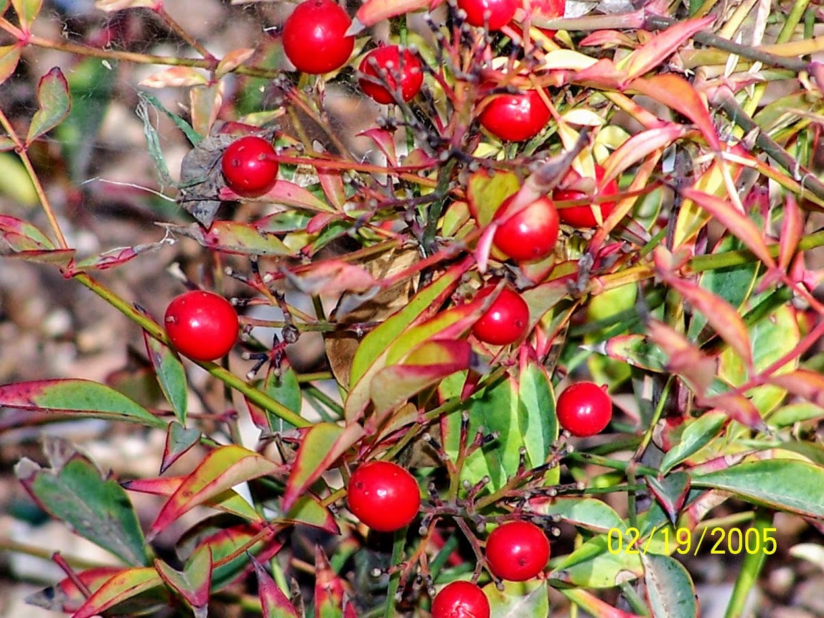 Изображение особи Nandina domestica.