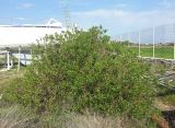 Myoporum acuminatum. Цветущее растение. Греция, Эгейское море, север о. Парос, окр. г. Науса (Naousa), территория яхтенной верфи. 05.04.2017.