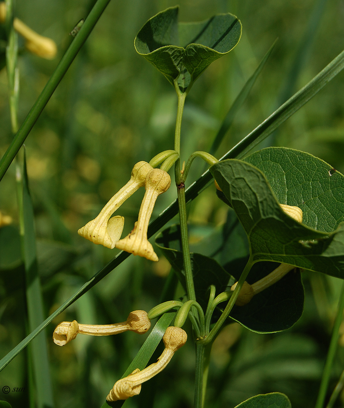 Изображение особи Aristolochia clematitis.