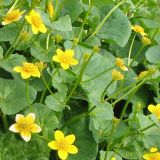 Caltha sibirica