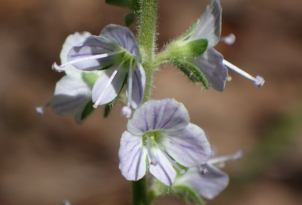 Изображение особи Veronica officinalis.