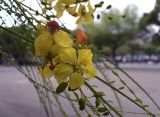 Parkinsonia aculeata. Часть ветви с цветками и бутонами. Испания, автономное сообщество Каталония, г. Барселона, площадь Пау Вила (Plaça de Pau Vila), в культуре. 29.08.2017.