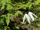 Atragene sibirica. Верхушка побега с цветками. Якутия, Алданский р-н, левый берег р. Алдан в 6 км выше г. Томмот. 27.06.2016.