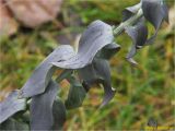 Linaria genistifolia