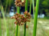 Juncus effusus. Часть побега с соплодием. Беларусь, Гродненская обл., г. Новогрудок, берег озера. 21.08.2015.