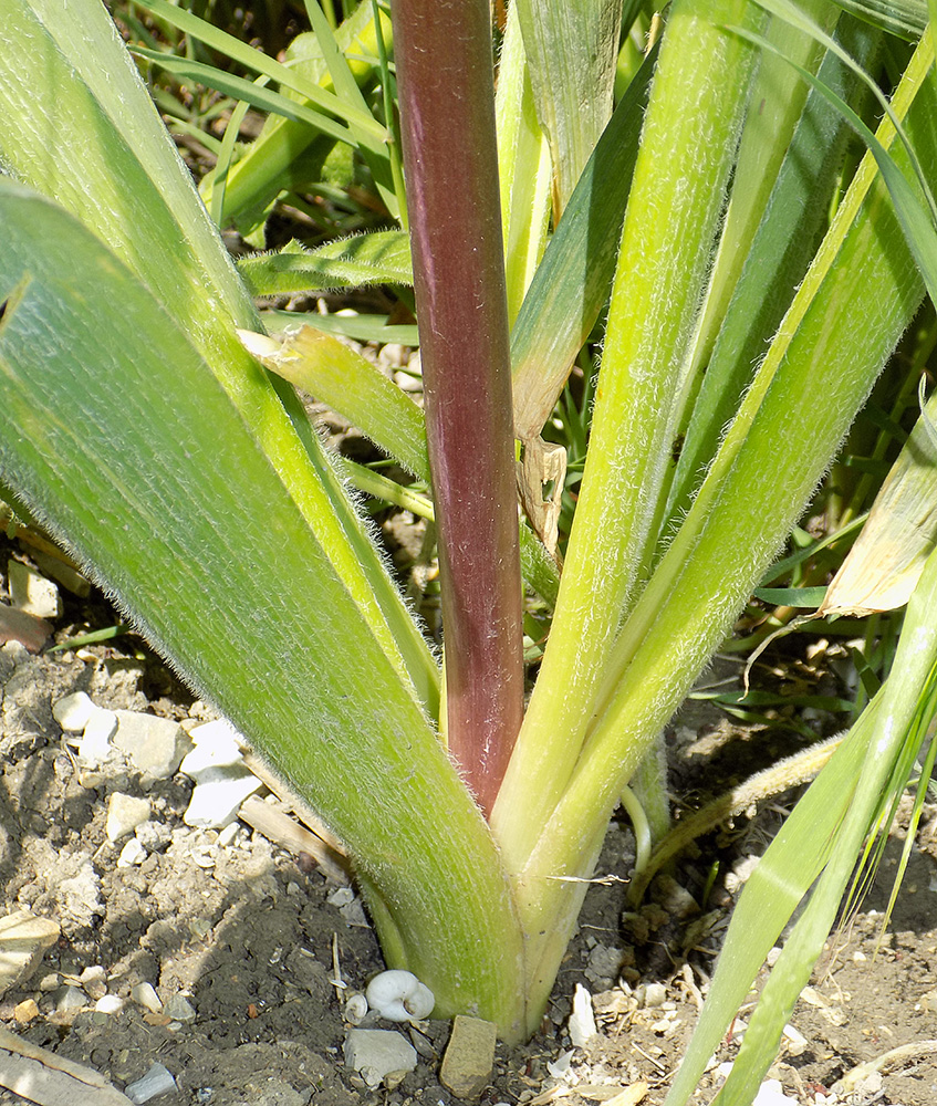 Изображение особи Allium cristophii.