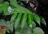 Globba leucantha. Цветущее растение. Малайзия, штат Саравак, национальный парк Бако; о-в Калимантан, влажный тропический лес. 10.05.2017.