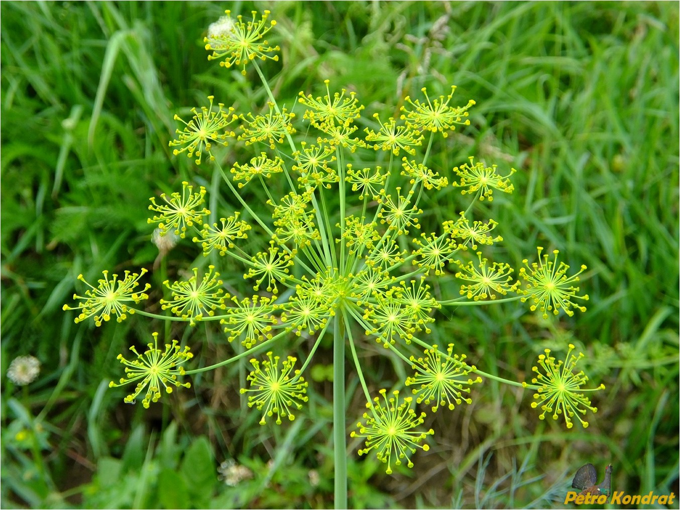 Изображение особи Anethum graveolens.