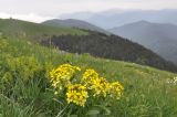 Erysimum ibericum