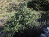 Olea europaea var. sylvestris