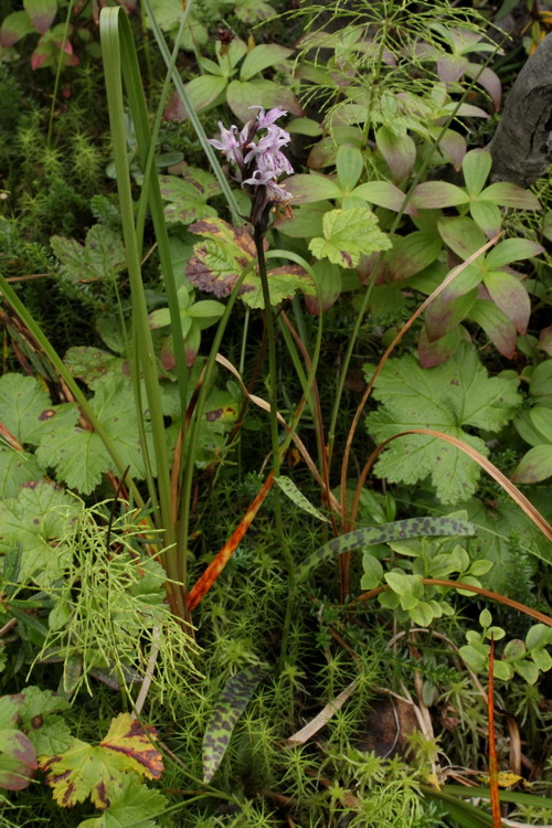 Изображение особи Dactylorhiza maculata.