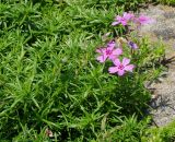 Phlox subulata