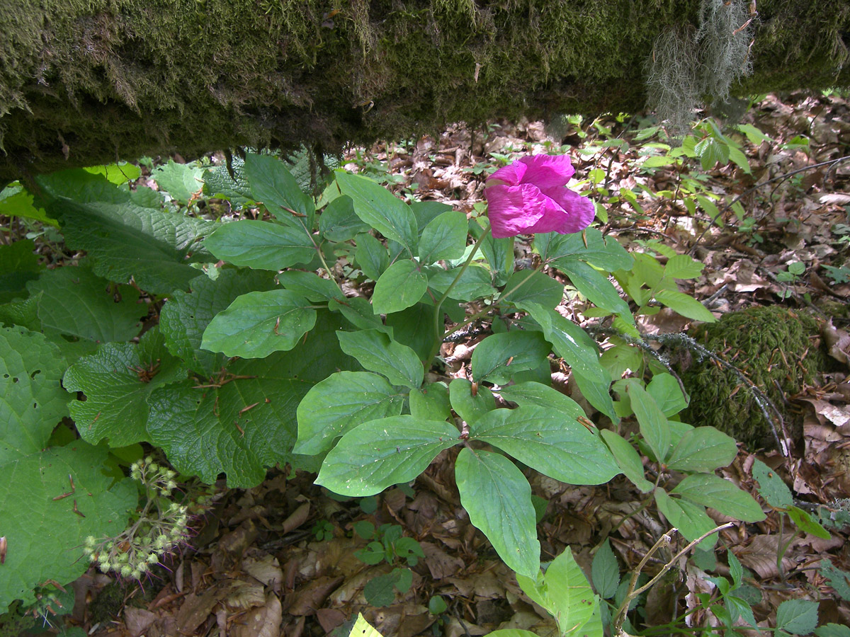 Изображение особи Paeonia caucasica.