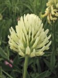 Trifolium pannonicum. Соцветие. Украина, Закарпатская обл., Раховский р-н, окр. г. Рахов, горный луг. 1 июля 2010 г.