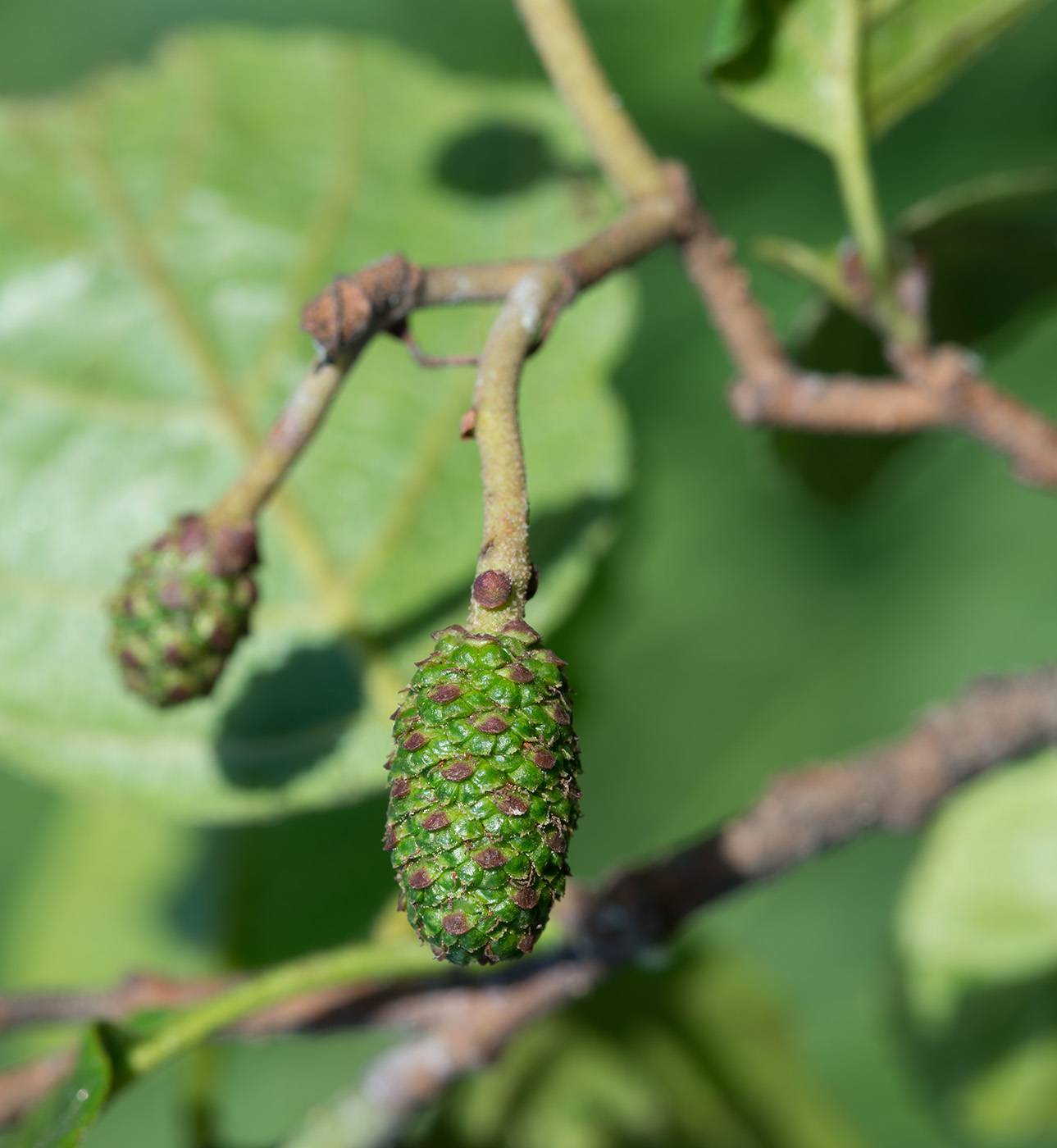 Изображение особи Alnus glutinosa.