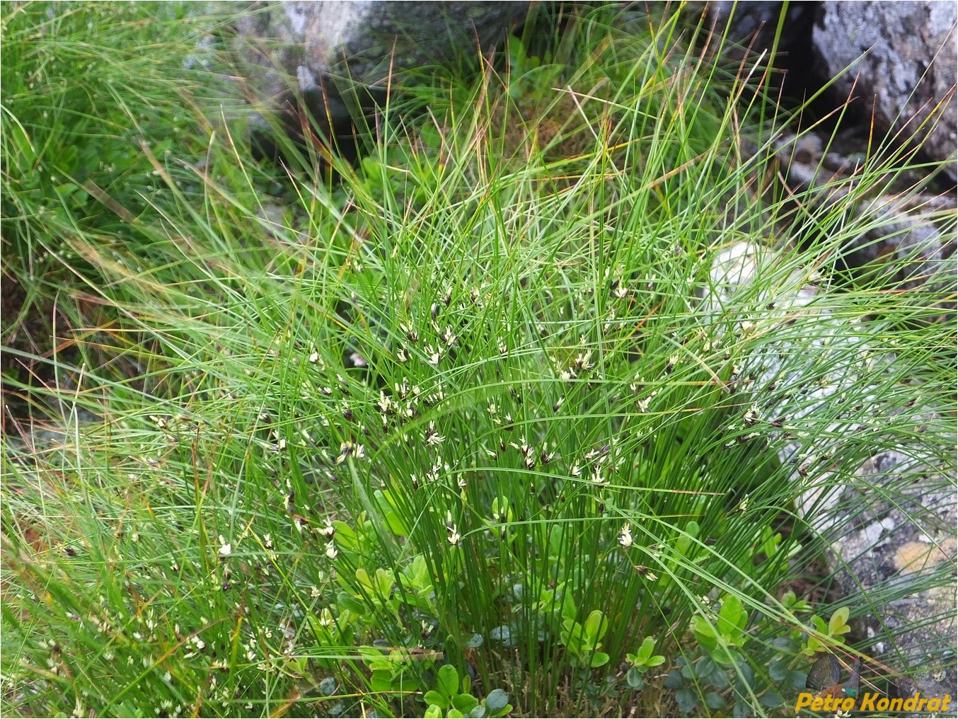 Изображение особи Juncus trifidus.