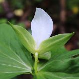 Trillium × komarovii