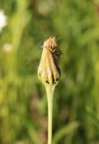 Tragopogon orientalis