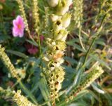 Physostegia virginiana