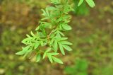 Syringa persica